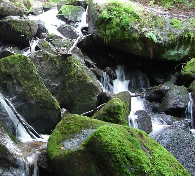 Agua entre rocas y vegetación